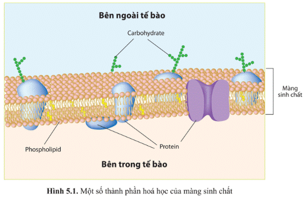 Quan sát hình ảnh màng sinh chất (màng tế bào) sau: Mỗi nhận định sau đây là Đúng hay Sai? (ảnh 1)