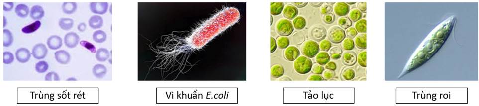 A collage of different types of bacteria

AI-generated content may be incorrect.