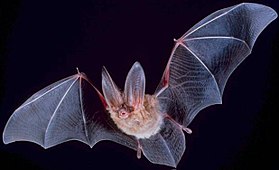 Bộ Dơi – Wikipedia tiếng Việt