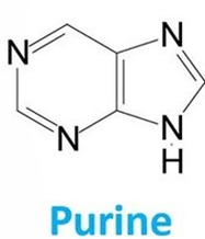 Loại base nitrogenous hình bên được tìm thấy ở đơn phân nào? (ảnh 1)
