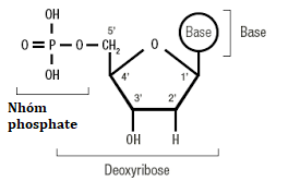 A diagram of a chemical structure

AI-generated content may be incorrect.