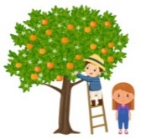 Nga và Nam giúp mẹ hái cam ở trong vườn. Nga hái được 36 quả, Nam hái được nhiều hơn Nga 12 quả. Hỏi cả hai chị em hái được bao nhiêu quả cam?  (ảnh 1)