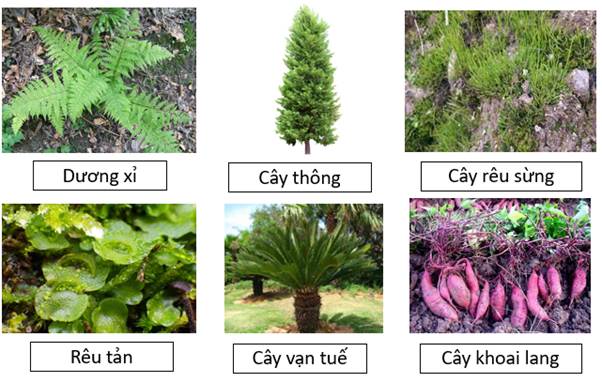 A group of plants and plants

AI-generated content may be incorrect.