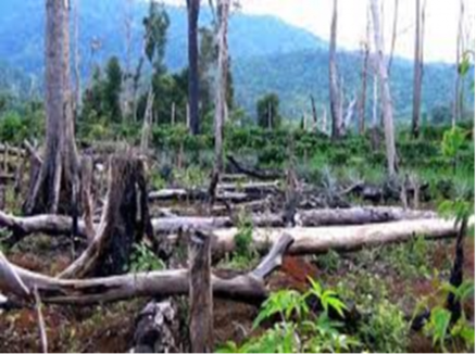A forest with trees and mountains in the background

AI-generated content may be incorrect.