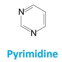 Loại base nitrogenous hình bên được tìm thấy ở đơn phân nào? (ảnh 1)