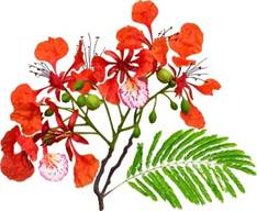 Ảnh Hoa Phượng png tách nền trong suốt