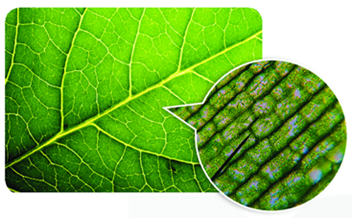 A close-up of a leaf

AI-generated content may be incorrect.