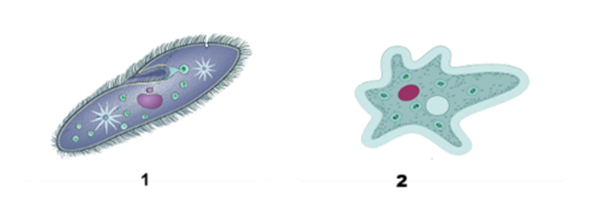 A close-up of a blue and purple object

AI-generated content may be incorrect.