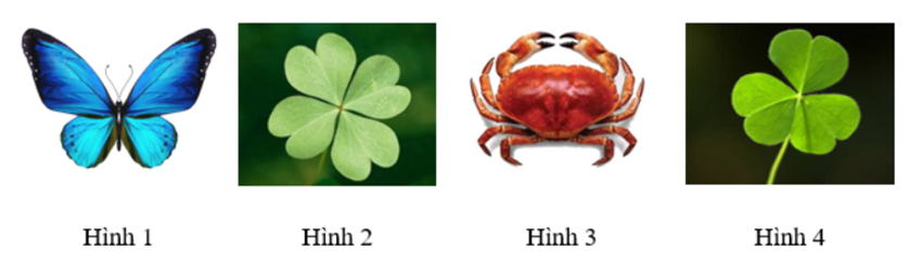 Hình ảnh trong thực tế nào dưới đây có trục đối xứng?   	A. Hình 1 và Hình 3.		B. Hình 3.	 	C. Hình 2 và Hình 4.		D. Cả bốn hình trên. (ảnh 1)