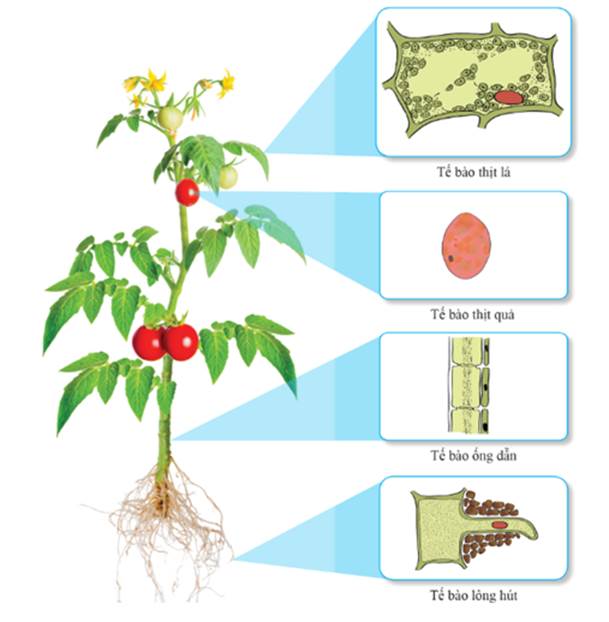A plant with red fruits and green leaves

AI-generated content may be incorrect.