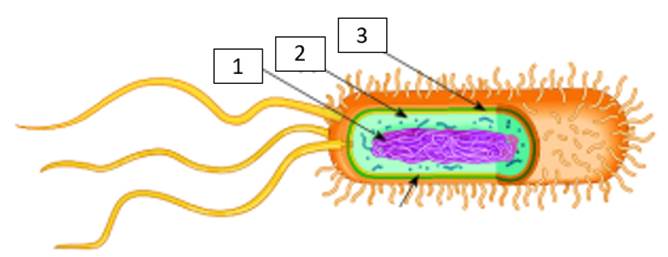A diagram of a cell

AI-generated content may be incorrect.