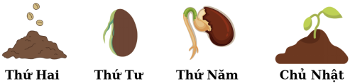 Sau mấy ngày thì cây đậu chồi mầm ra khỏi mặt đất ? (ảnh 1)