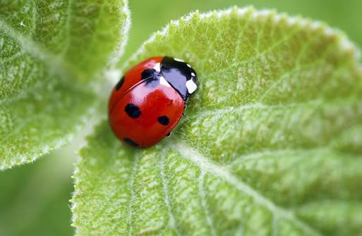 A ladybug on a leaf

AI-generated content may be incorrect.