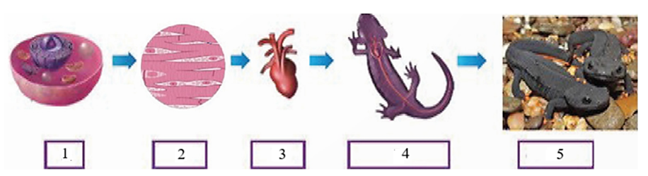 A diagram of a gecko and a heart

AI-generated content may be incorrect.