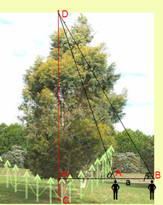 Người ta đo được AB = 10m, HC = 1,7m, alpha  = 63 độ, beta  = 48 độ. Tính chiều cao của cây đó. (ảnh 1)