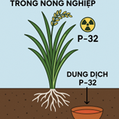 Một nhà nghiên cứu muốn đánh giá hiệu quả bón phân lân cho cây lú (ảnh 1)