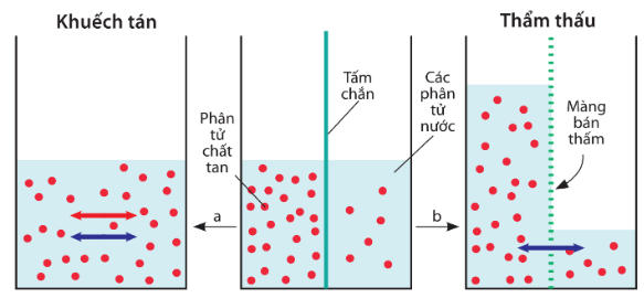 Thí nghiệm sau mô tả quá trình khuếch tán và thẩm thấu:  -       Mũi tên (a) mô tả cốc dung dịch sau khi rút tấm chắn ra. (ảnh 1)