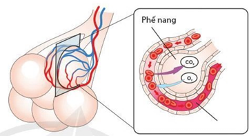 Hình ảnh sau đây mô tả quá trình trao đổi khí giữa mao mạch và phế nang ở phổi: Mỗi nhận định sau đây là Đúng hay Sai về quá trình này? (ảnh 1)