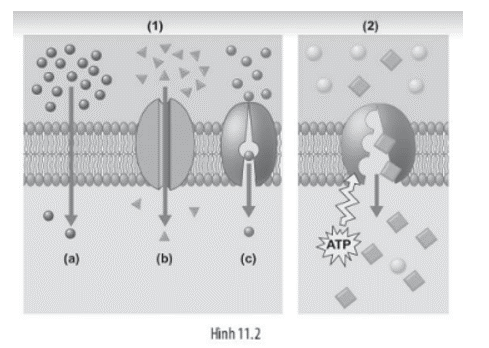 Quan sát hình ảnh sau:     Mỗi nhận định sau đây là Đúng hay Sai? (ảnh 1)