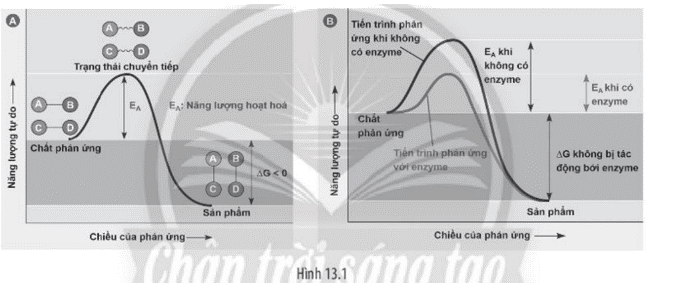 Quan sát hình ảnh sau:     Mỗi nhận định sau đây là Đúng hay Sai? (ảnh 1)