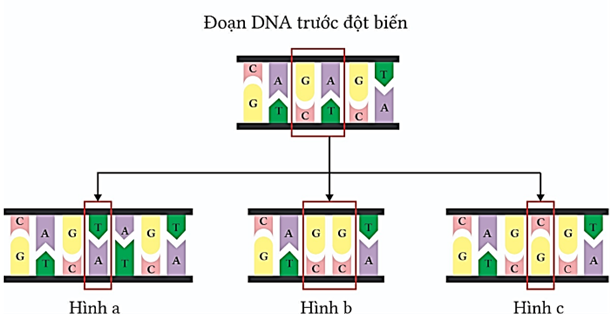 Cho biết một đoạn DNA trước đột biến như hình dưới, hình nào mô tả đột biến thêm 1 cặp nucleotide?
 (ảnh 1)