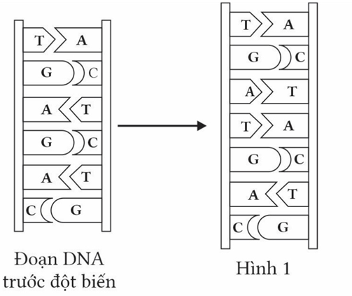 Hình bên mô tả một đoạn DNA trước đột biến và đoạn DNA sau đột biến (hình 1) hãy cho biết đoạn DNA sau đột biến có số liên kết hidrogen thay đổi như thế nào so với đoạn DNA trước đột biến?
 (ảnh 1)