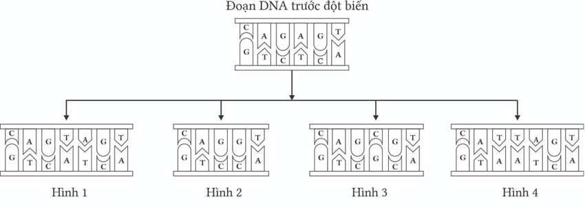 Cho một đoạn DNA trước đột biến và 4 đoạn DNA tạo ra sau đột biến gene, hình số mấy không thuộc đột biến điểm? (ảnh 1)
