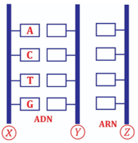 A diagram of a structure

AI-generated content may be incorrect.
