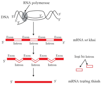 A diagram of a dna sequence

AI-generated content may be incorrect.