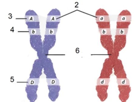 Hình vẽ mô tả cấu trúc của cặp NST tương đồng, phát biểu nào đúng hay sai? (ảnh 1)