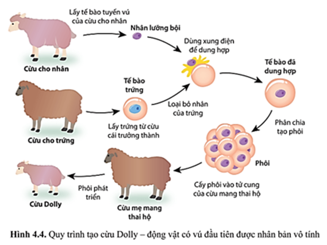 Trong các phát biểu sau, phát biểu nào đúng, phát biểu nào sai khi nói về các thể được sinh ra bằng phương pháp nhân bản vô tính bằng kĩ thuật chuyển nhân? (ảnh 1)