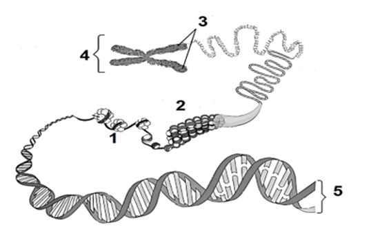 Hình vẽ mô tả cấu trúc siêu hiển vi của NST, cấu trúc số 1 có kích thước bao nhiêu nm? (ảnh 1)