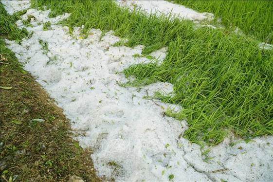 Mưa đá gây thiệt hại cho nông nghiệp ở Bắc và Trung Bộ | baotintuc.vn