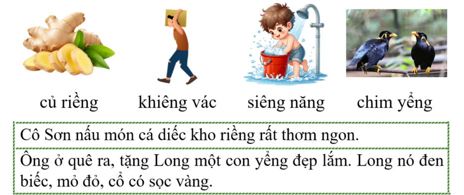Tập đọc củ riềng (ảnh 1)