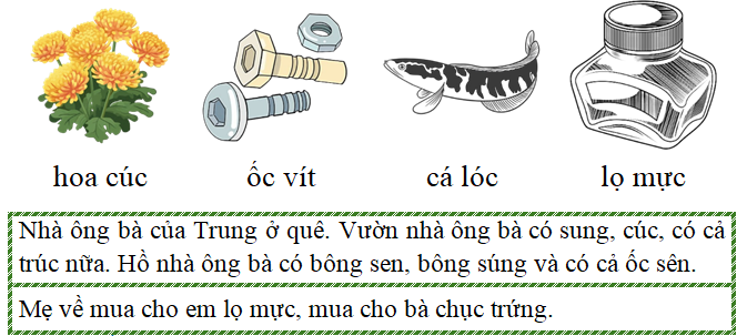 Tập đọc hoa cúc ốc vít cál lóc   (ảnh 1)
