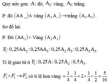 Cho một loài thực vật, xét 1 gen có 3 allele ; allele A quy định hoa đỏ, allele A2 quy định hoa vàng, allele A3 quy định hoa trắng. Phép lai P: cây hoa đỏ lai với cây hoa vàng, thu được F1 có (ảnh 1)