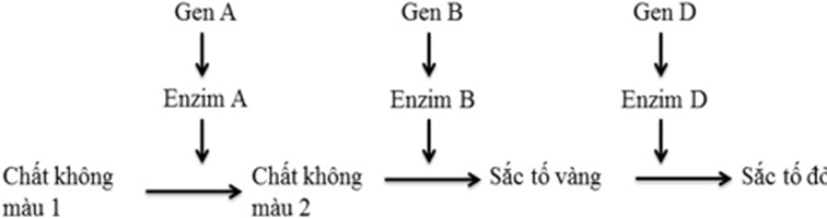 Một loài thực vật, xét ba cặp gene phân li độc lập, các gene qui định các enzim khác nhau cùng tham gia vào một chuỗi phản ứng hóa sinh để tạo nên sắc tố cánh hoa theo sơ đồ sau (ảnh 1)