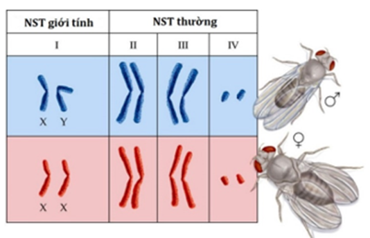 Tìm hiểu nhiễm sắc thể giới tính và cơ chế di truyền NST giới tính ở loài ruồi giấm theo sơ đồ minh họa.  (ảnh 1)