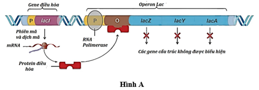 Mô hình operon ở sinh vật nhân sơ giúp các gene liên quan đến nhau được bật tắt nhanh chóng và đúng lúc (ảnh 1)