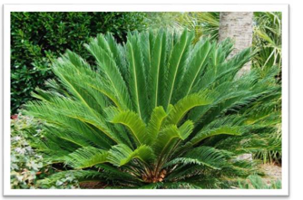 Đây là loài cây gì?   A. vạn tuế (ảnh 1)