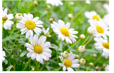 Chọn từ phù hợp với hình ảnh sau.   A. hoa phượng. B. hoa đào.  (ảnh 1)