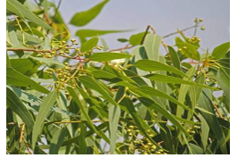 Chọn tên gọi của loài cây sau.   A. cây khuynh diệp. B. cây hồng siêm. C. cây bàng. (ảnh 1)