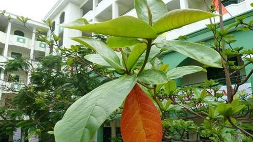 A close-up of a plant

AI-generated content may be incorrect.