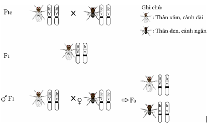 Hình bên mô tả tóm tắt thí nghiệm của Morgan. Trong số các phát biểu sau, có bao nhiêu phát biểu đúng? (ảnh 1)