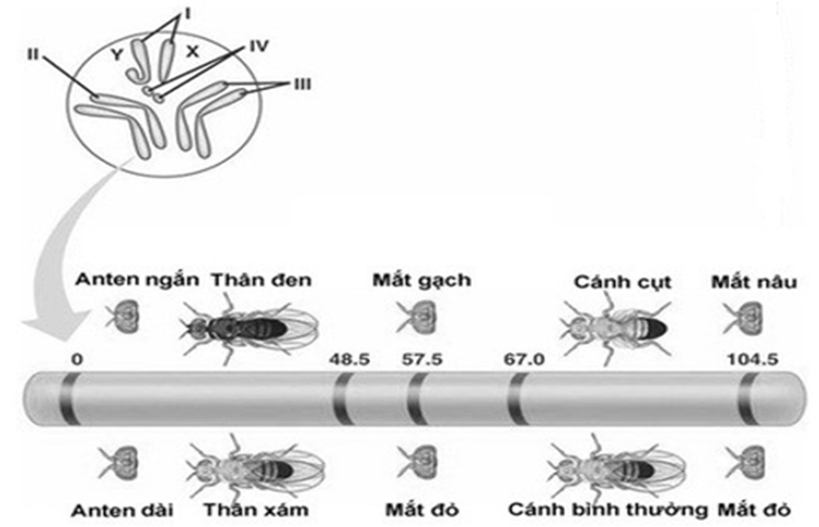 Hình bên là bản đồ di truyền một phần NST số II của ruồi giấm. Quy ước: (ảnh 1)