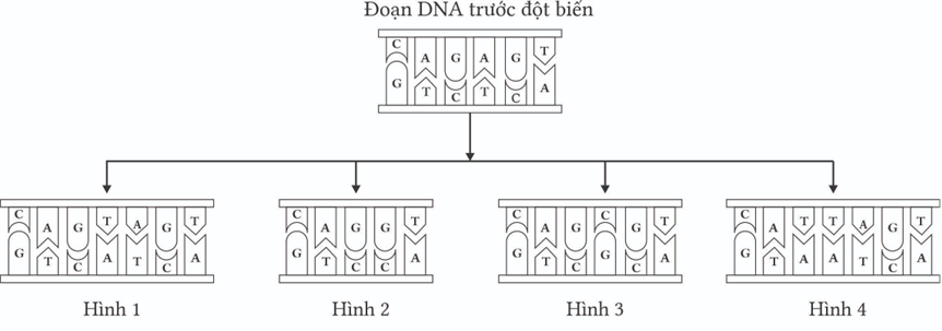 Cho một đoạn DNA trước đột biến và 4 đoạn DNA tạo ra sau đột biến gene, có bao nhiêu hình thuộc đột biến điểm?
(ảnh 1)