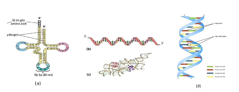 Hình bên dưới mô tả các loại phân tử axit nucleic có trong tế bào: (ảnh 1)
