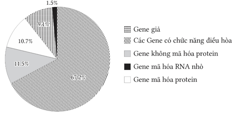 Dự án Hệ gene người (Human Genome Project – HGP) được bắt đầu vào năm 1990 và hoàn tất vào năm 2006, Trong dự án này (ảnh 1)