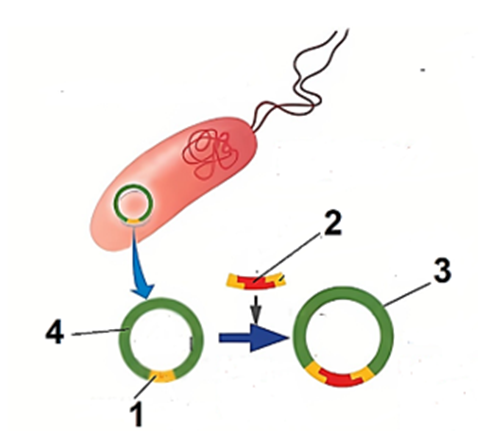 Hình bên mô tả một giai đoạn trong công nghệ gene, hãy cho biết nhận định nào sau đây đúng hay sai? (ảnh 1)
