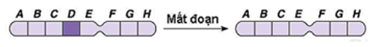 Hình vẽ sau mô tả 1 dạng đột biến cấu trúc NST. (ảnh 1)